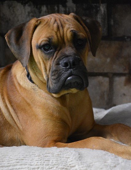 Boxer Female Puppies For Sale In Mumbai