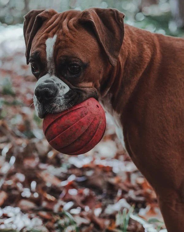 Boxer male Puppy Price In Vizag