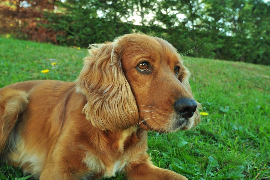 Cocker Spaniel for Sale in Chennai