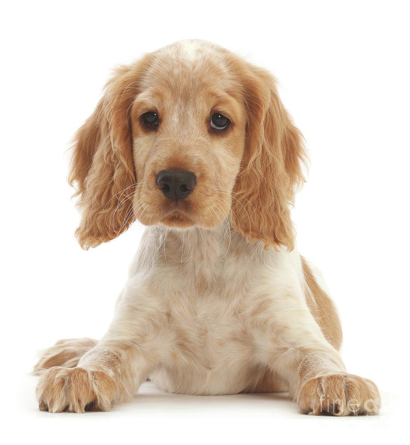 cocker spaniel female puppy price in Mumbai