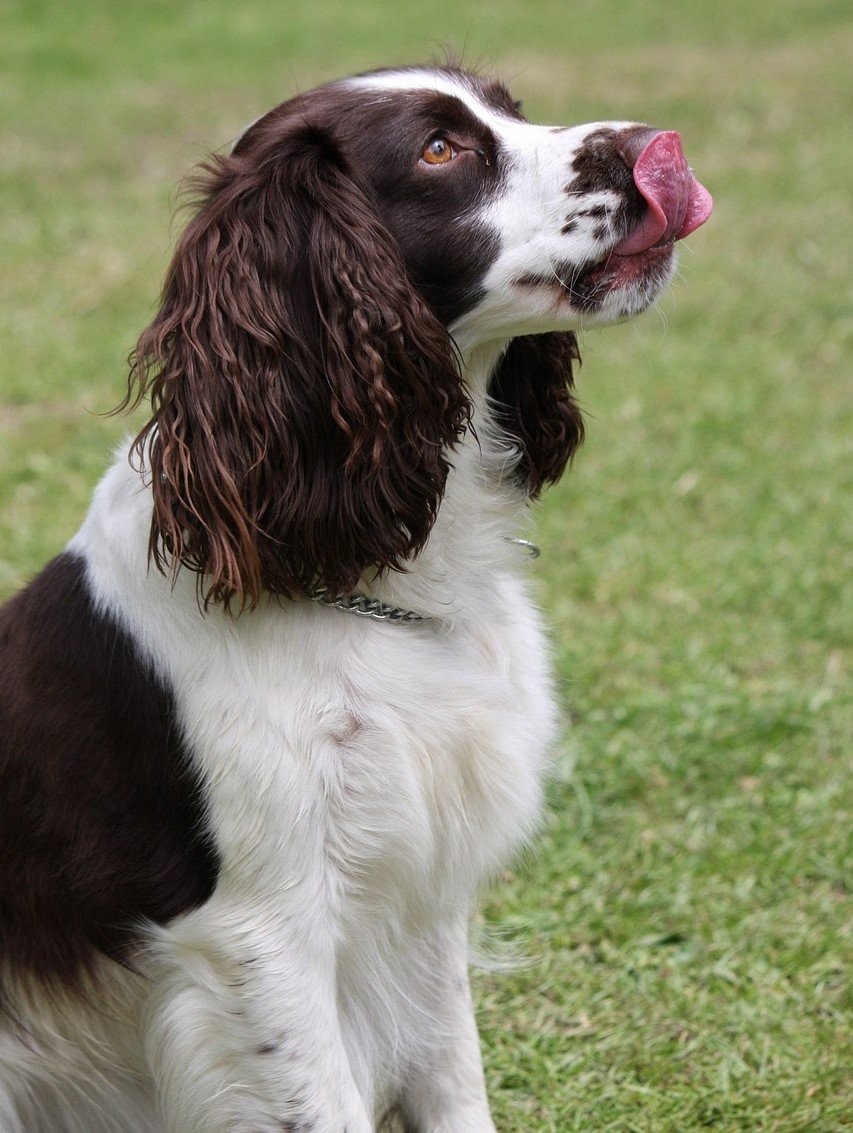 cocker-spaniel male Puppy for sale in mumbai