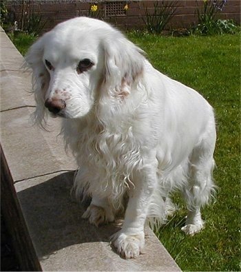 Cocker-spaniel Puppies For Sale In Bangalore