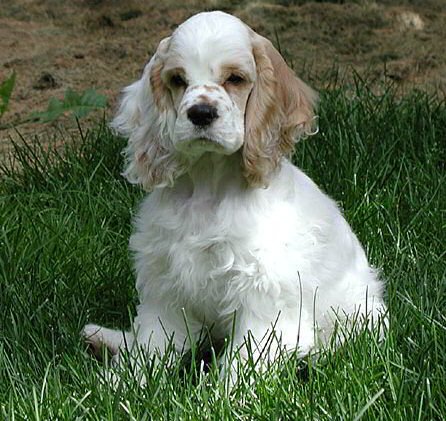 cocker-spaniel male Puppy Price In Bangalore