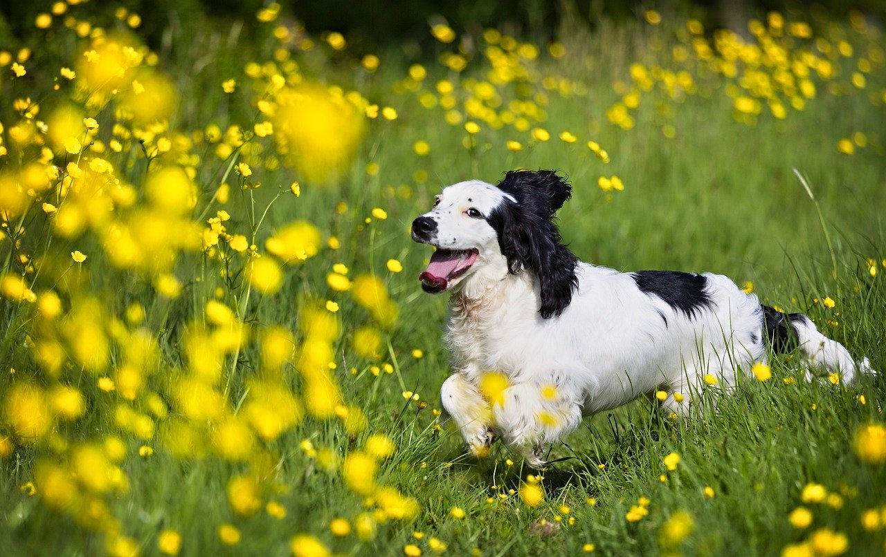 buy cocker spaniel puppies in hyderabad