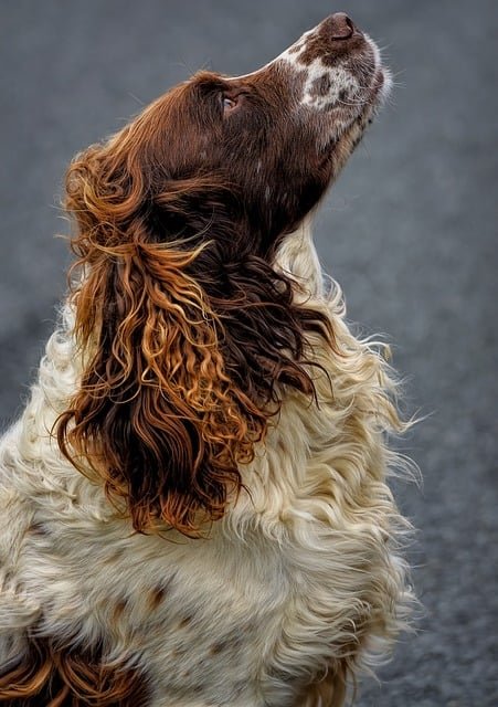 Cocker spaniel Puppies For Sale Online In Hyderabad