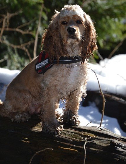 cocker spaniel puppies for sale online in kolkata