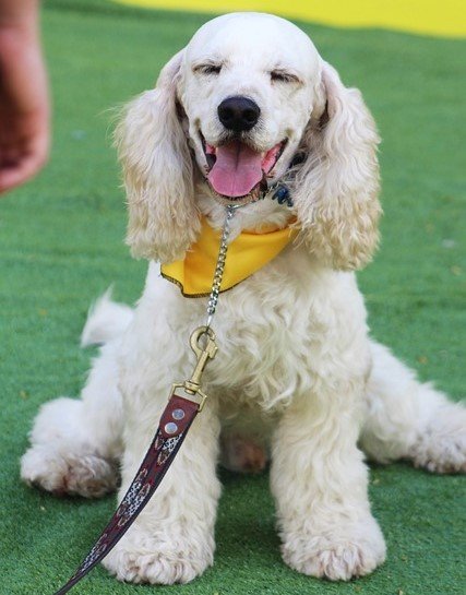 Cocker-spaniel Puppies For Sale In Pune