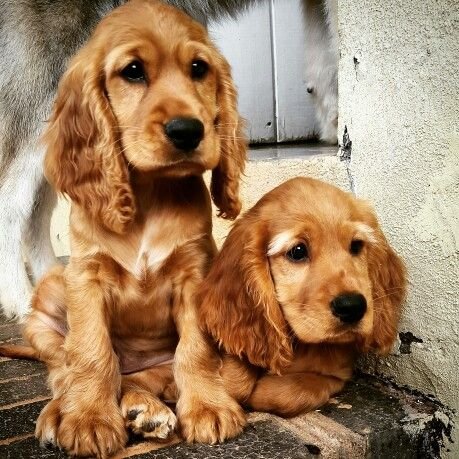cocker spaniel dog breeder in kolkata