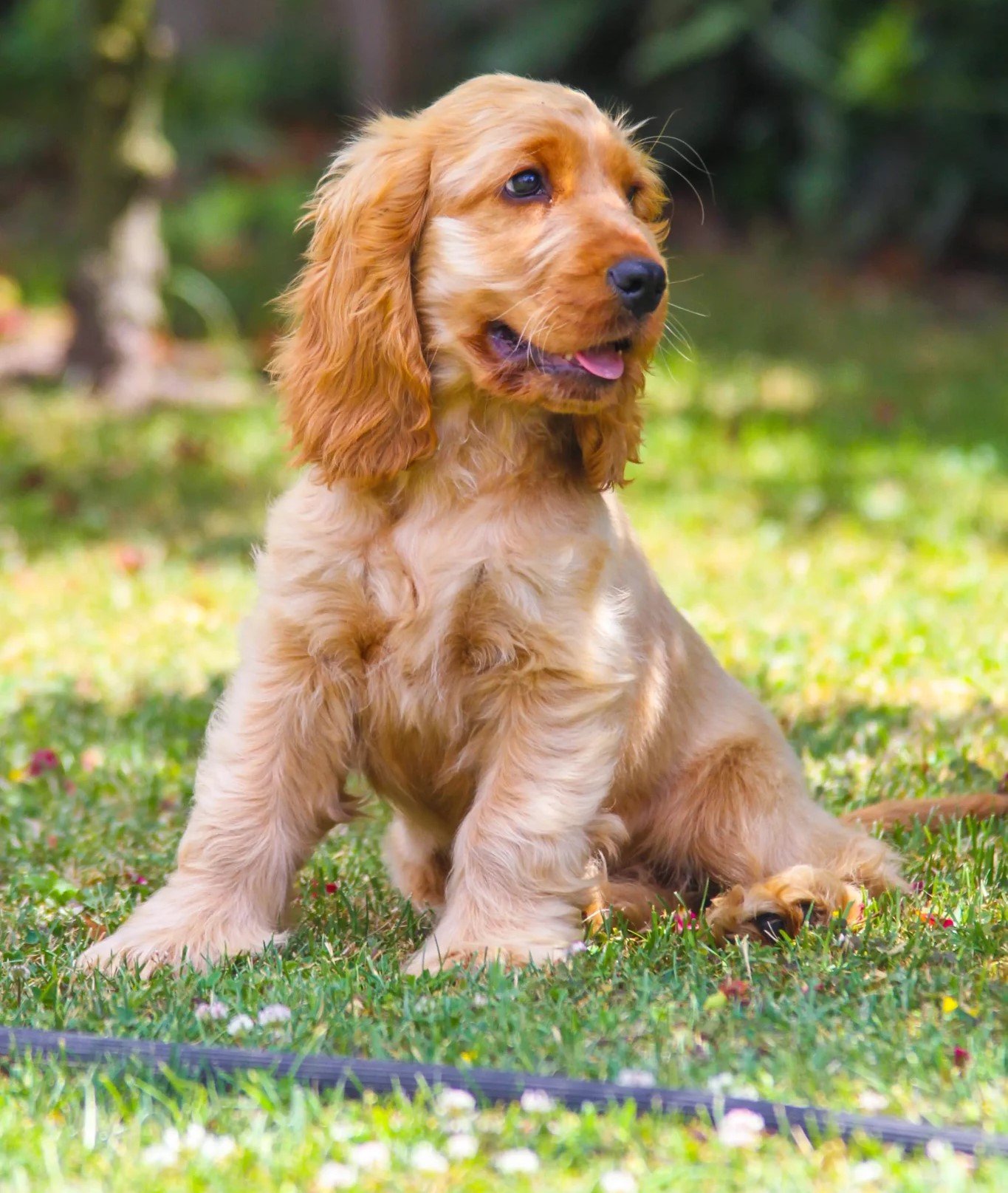 Cocker-spaniel Puppies For Sale online In Mumbai