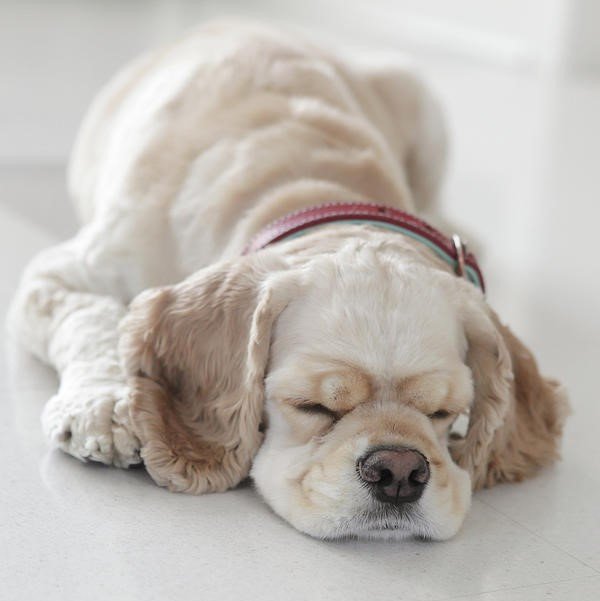 cocker spaniel male Puppy Price In Chennai