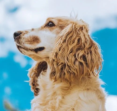 cocker spaniel Puppy Price In india