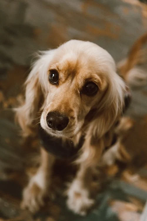 Cocker spaniel dog For Sale Online In india