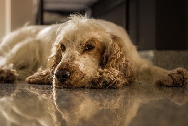 cocker-spaniel male Puppy Price In Vizag