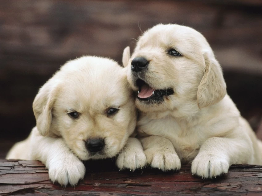 dog male puppies price in bangalore