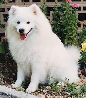 dog male puppies price in bangalore