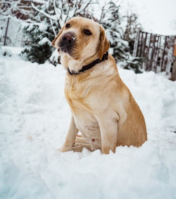 Labrador Retriever Puppies For Sale Online In Hyderabad