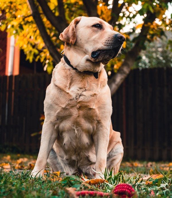 Labrador Retriever Puppy Price In Hyderabad