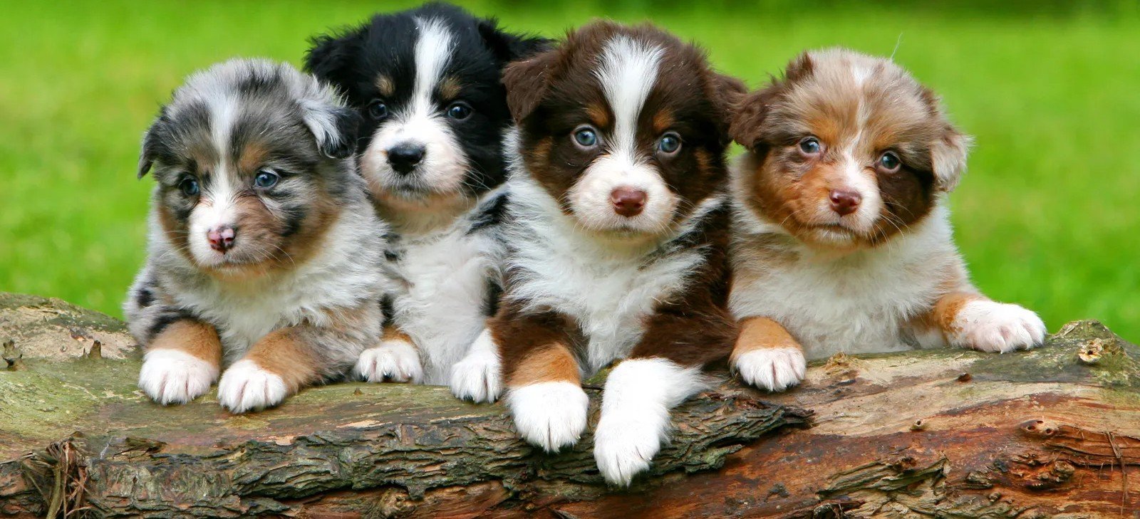dog female puppies price in hyderabad