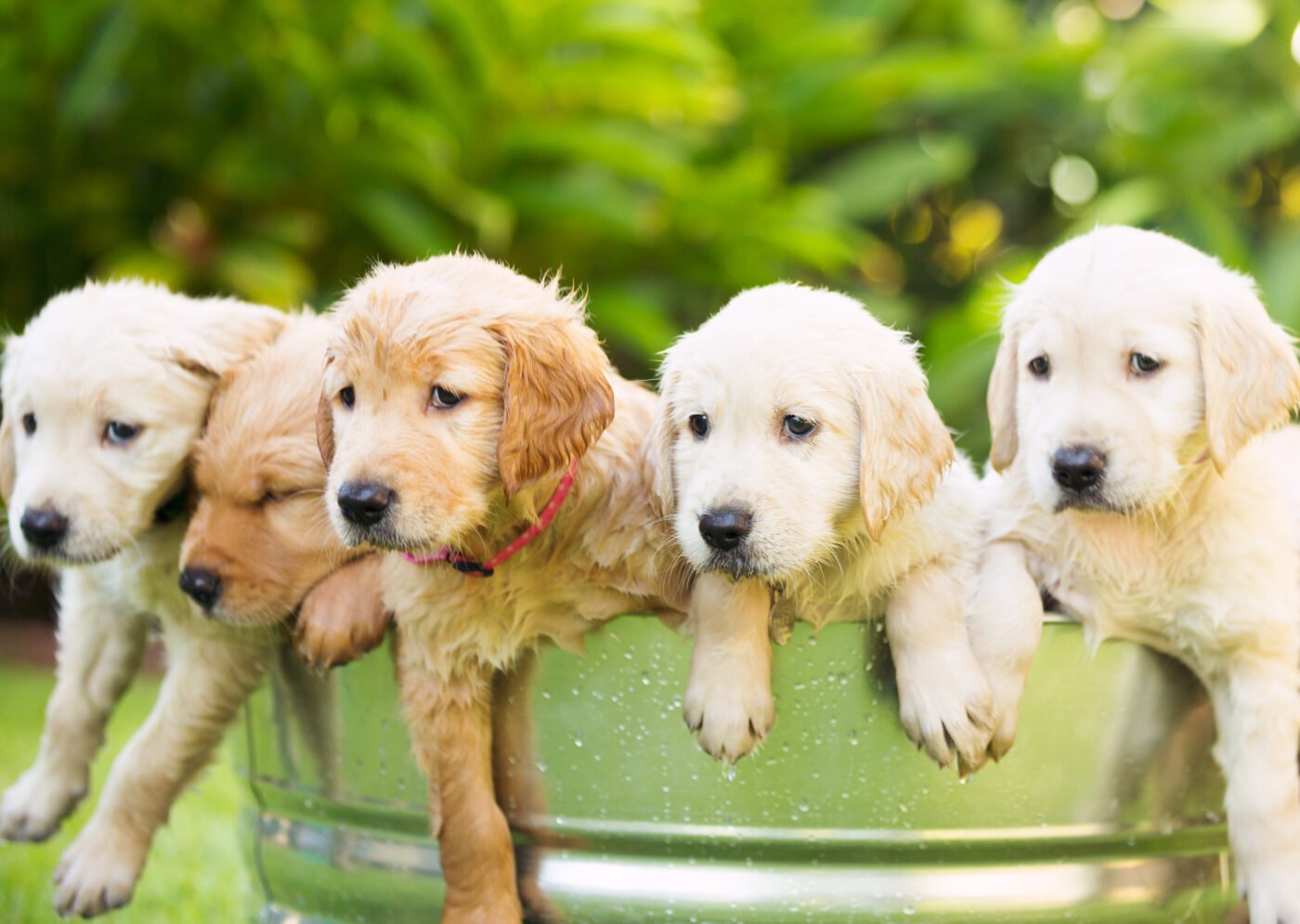dog puppies price in hyderabad