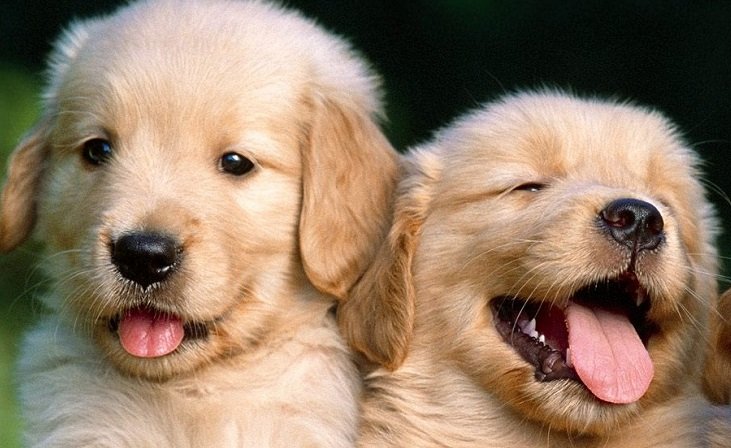 dog male puppies price in jaipur