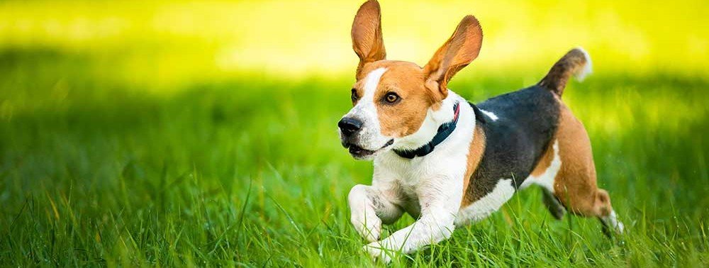 buy dog puppies online in jaipur