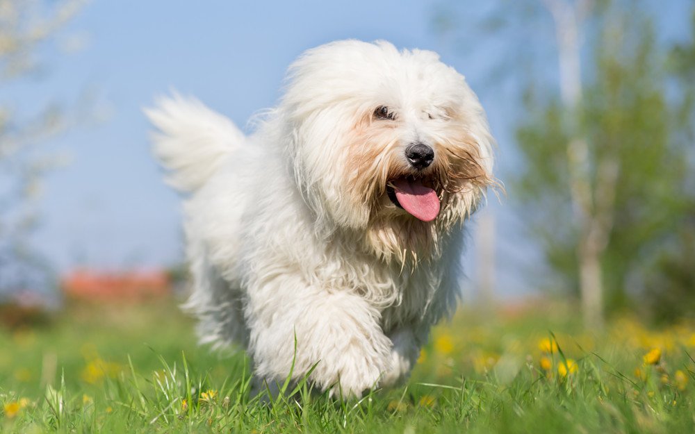 dog puppies for sale online in jaipur