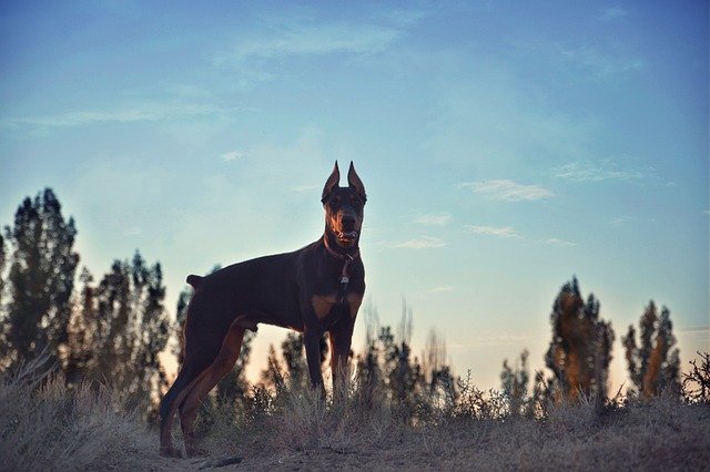 Doberman in Mumbai