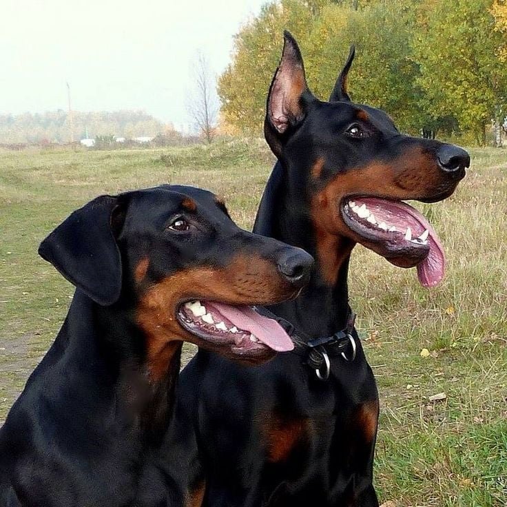 Doberman Puppies Price In Kolkata