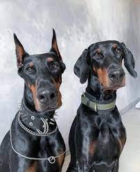 champion lineage doberman puppies for sale in kolkata