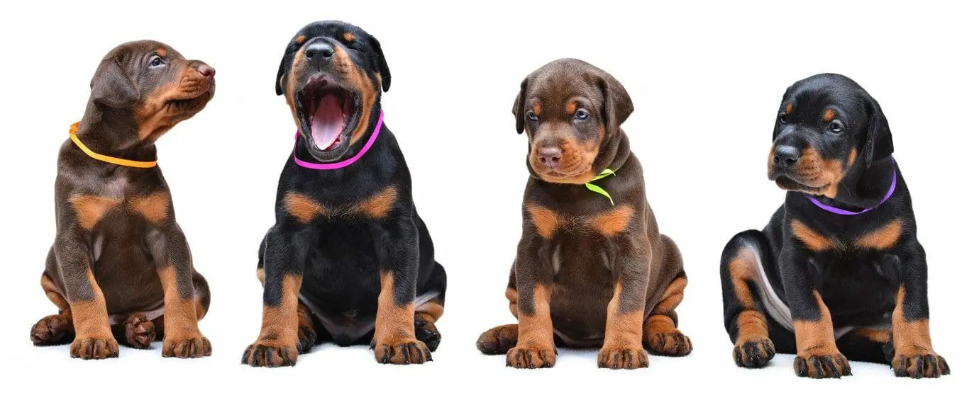 Doberman for Sale in Mumbai