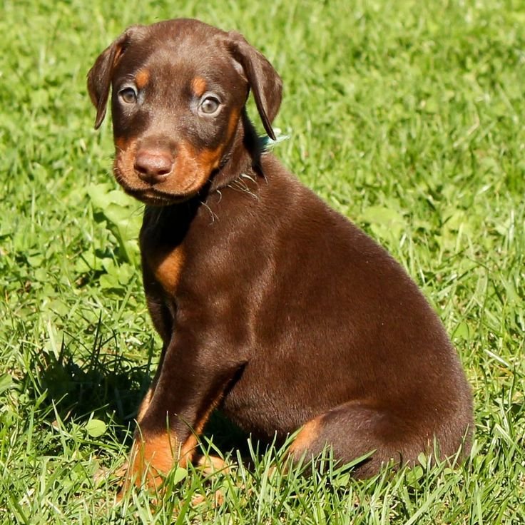 Doberman Puppies Price In Mumbai