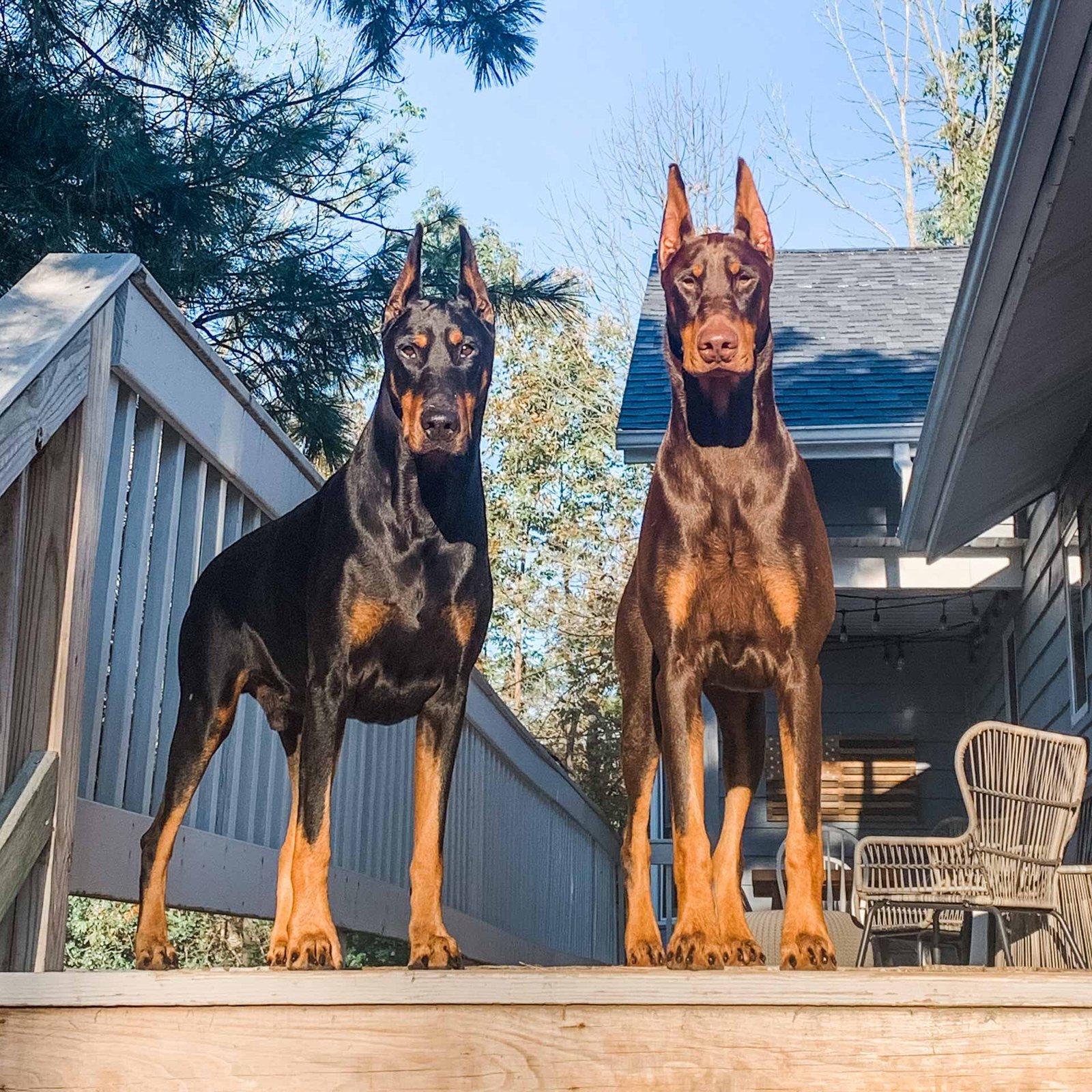 Doberman Puppies Price In India