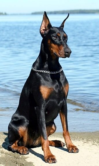 Doberman Puppies For Sale Online In India