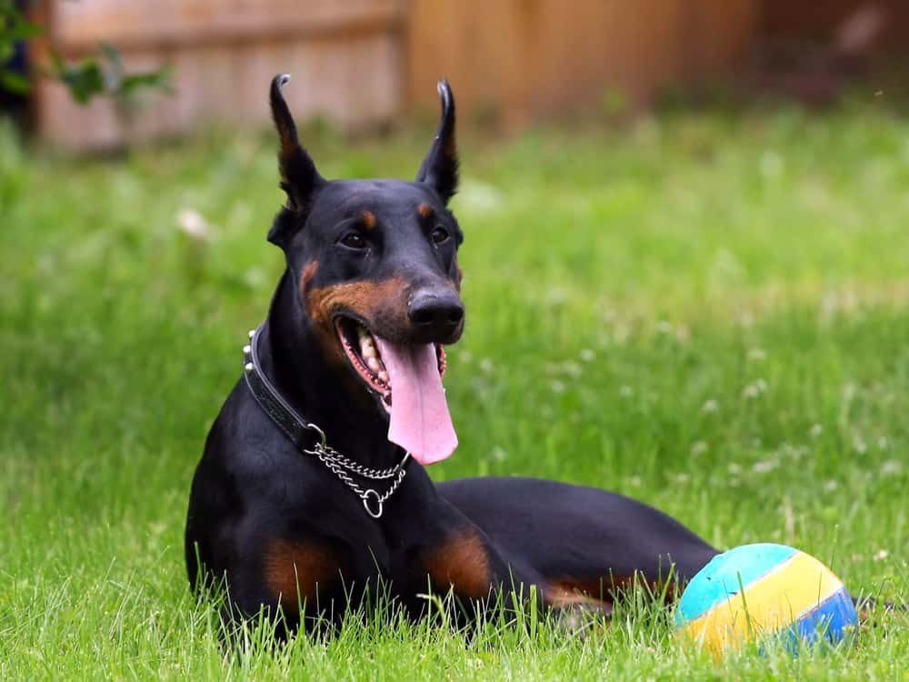 Doberman Puppies Price In Chennai