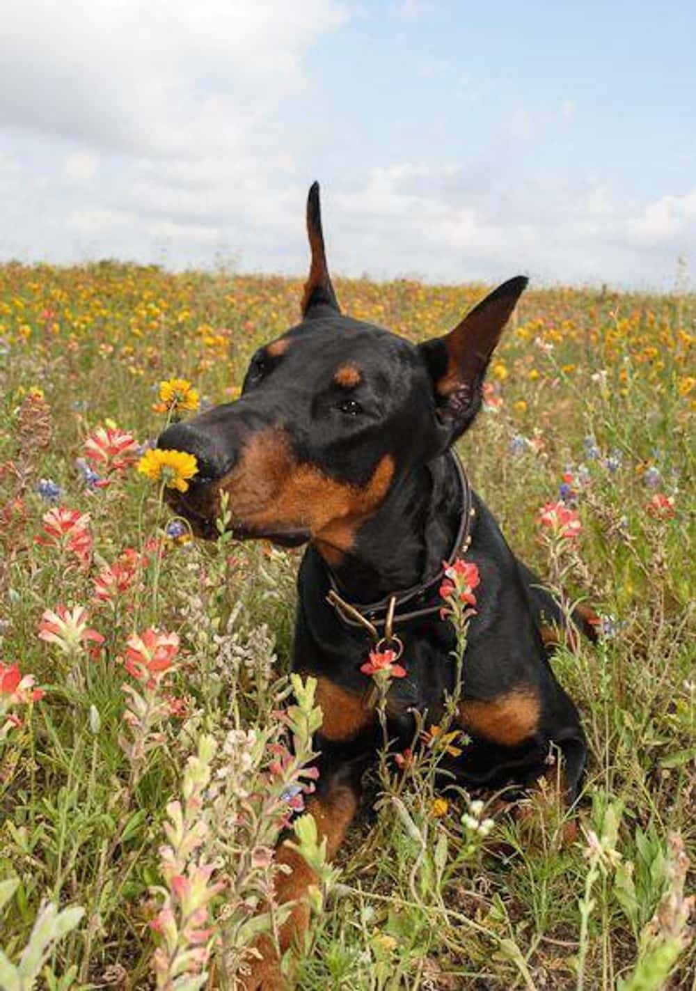 Doberman Puppies For Sale In Chennai