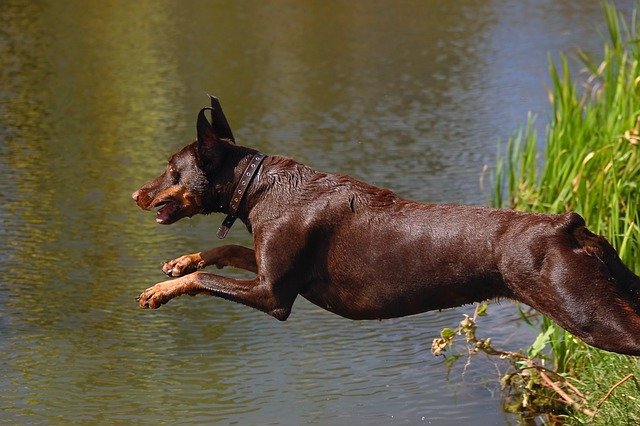 Doberman Puppies Price In Jaipur