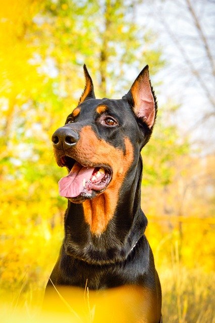 Doberman Puppies For Sale In Jaipur