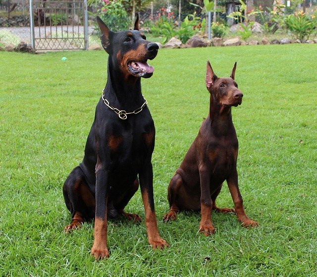 Doberman Puppies Price In Vizag