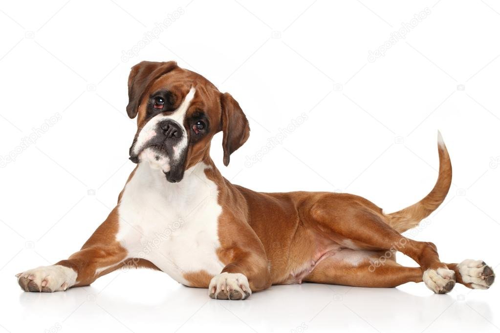 boxer puppies for sale in pune