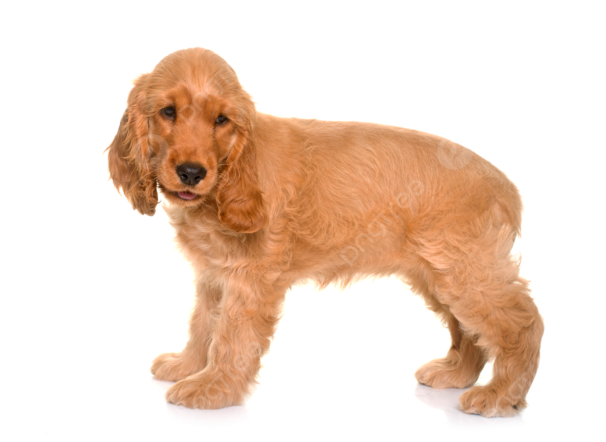 Cocker-Spaniel puppies for sale in India