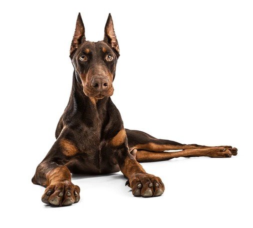 Doberman puppies for sale in India