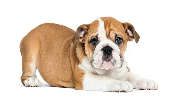 English-Bulldog puppies for sale in Ahmedabad