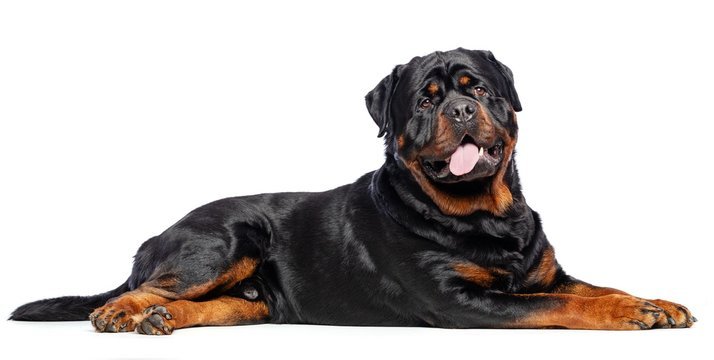 Rottweiler puppies for sale in Ahmedabad