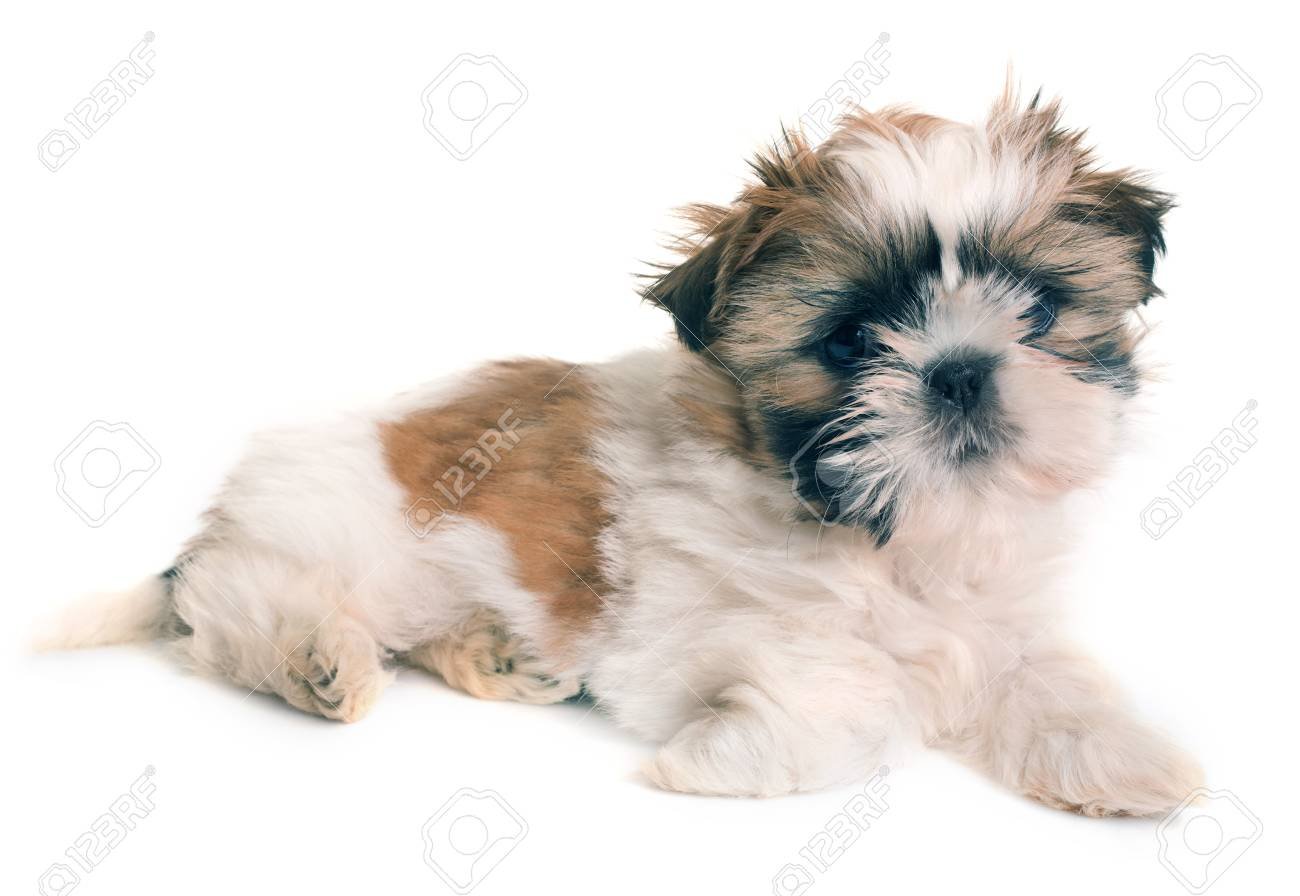 Shih Tzu