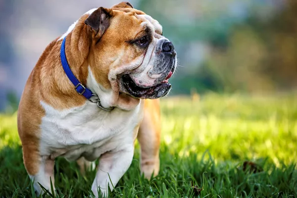 English-Bulldog male Puppy Price In Ahmedabad