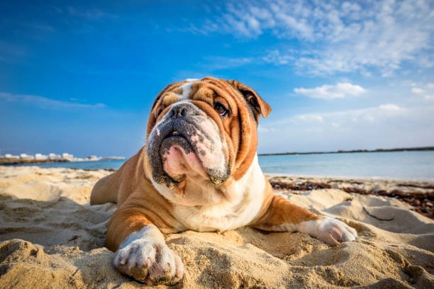 English Bulldog Puppy