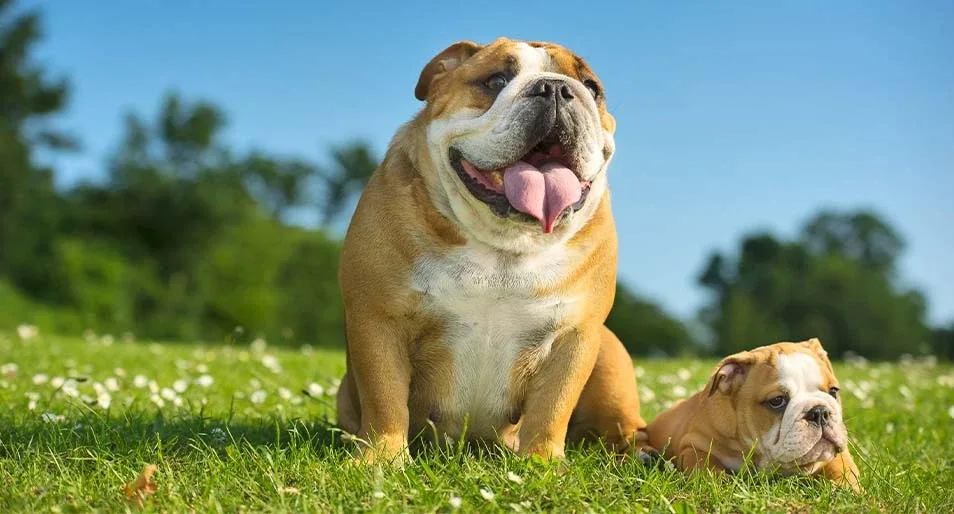 English Bulldog for Sale in Mumbai