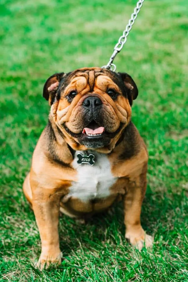English-Bulldog Puppies