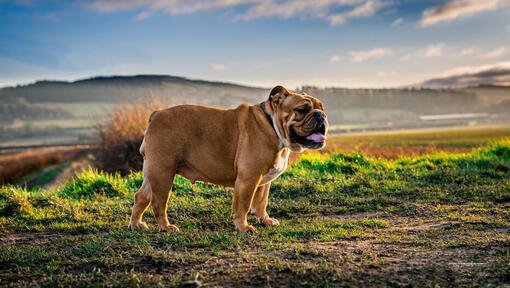 English-Bulldog male Puppy Price In Bangalore