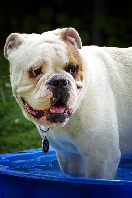 English Bulldog breed price in hyderabad